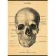 Poster Affiche vintage, crâne humain 