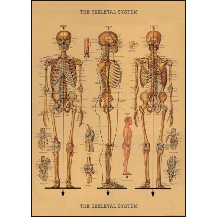 Poster Affiche vintage, le squelette