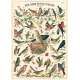 POSTER AFFICHE VINTAGE, Les oiseaux