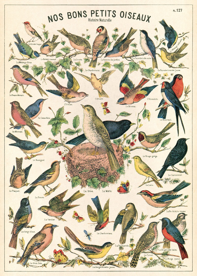 Poster art print affiche Image école Ornithologie Oiseau Verdier Ordinaire