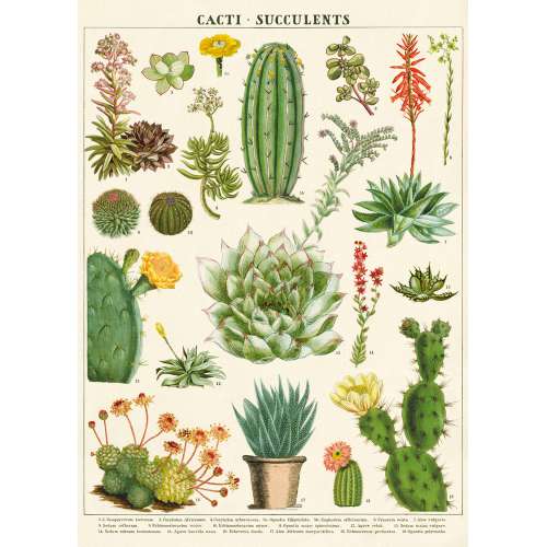 Affiche Poster sur Les Cactus - Cavallini 