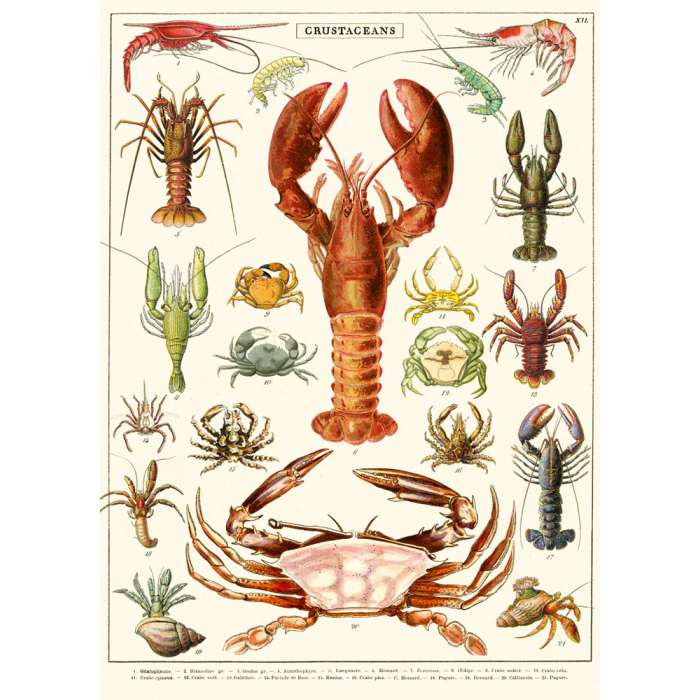 Affiche Poster sur Les Crustacés - Cavallini 