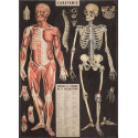 Affiche Poster L\'Anatomie - Cavallini 