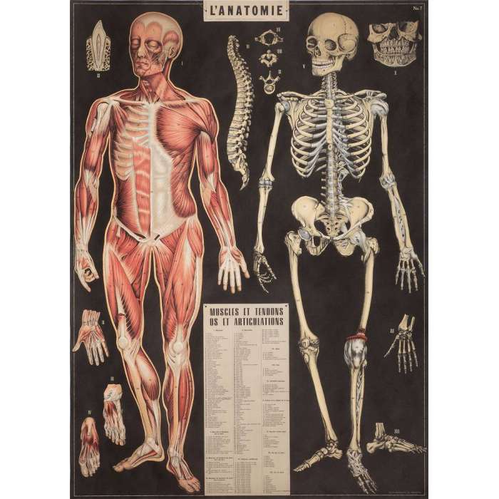 Affiche Poster L'Anatomie - Cavallini 