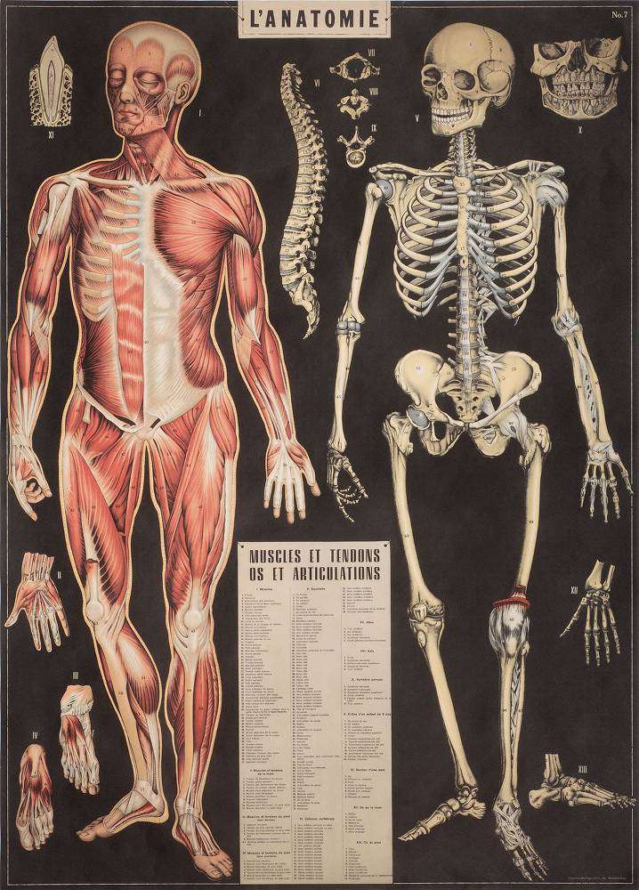 1art1 Le Corps Humain Poster Anatomie Affiche Murale 91x61 cm