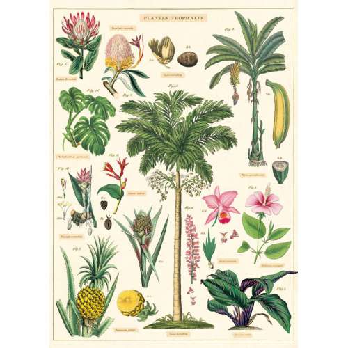 Affiche, Poster, Les Plantes Tropicales