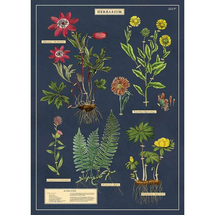 AFFICHE, POSTER, LES LEGUMES DU JARDIN 