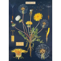 Affiche, Poster, Le Pissenlit, fleur jaune, Rétro