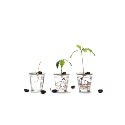 Coupelle de germination en porcelaine, cultiver à la maison.