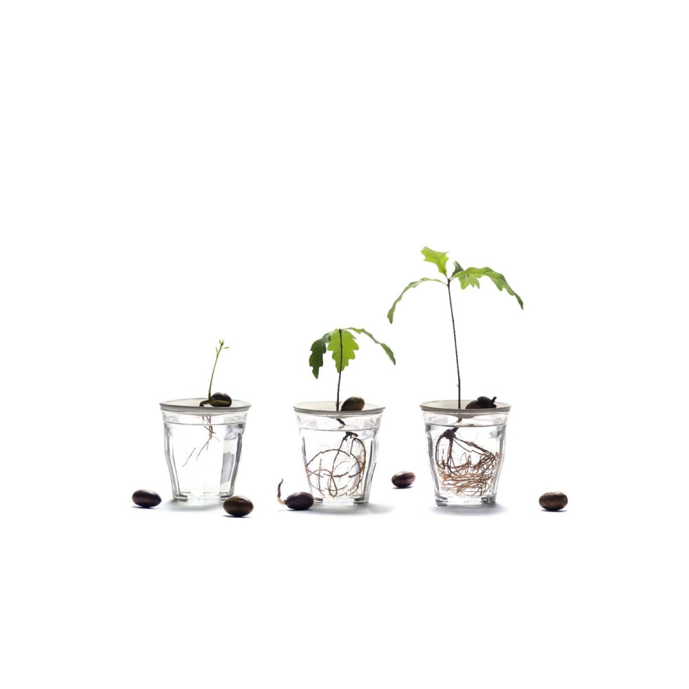 Coupelle de germination en porcelaine, cultiver à la maison.