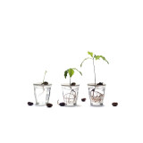 Coupelle de germination en porcelaine, cultiver à la maison.