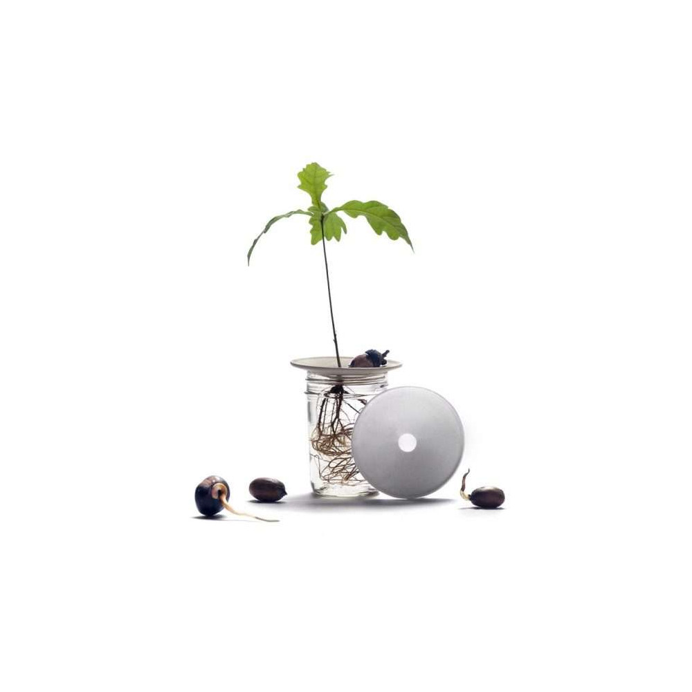 Coupelle de germination en porcelaine, cultiver à la maison.