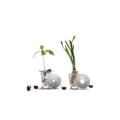 Coupelle de germination en porcelaine, cultiver à la maison.