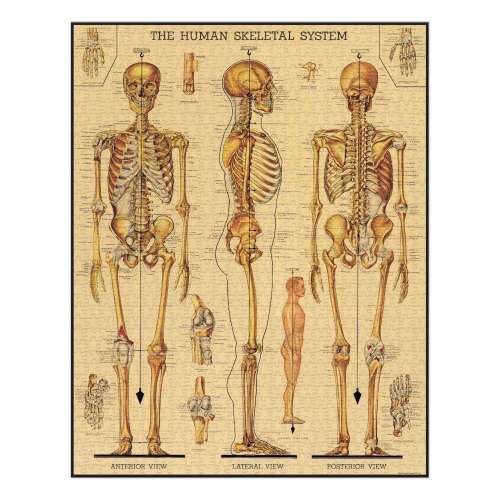 Puzzle 1000pc, le Squelette, vintage