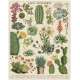 Puzzle 1000pc, Les Cactus, Succulentes ,CAVALLINI