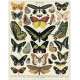 Puzzle 1000pc, Les Papillons, vintage ,CAVALLINI
