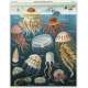 Puzzle 1000pc, Méduse, océans, vintage ,CAVALLINI