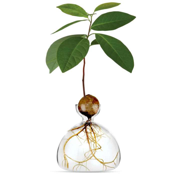 Vase pour Pousse d'Avocat, Germination Design