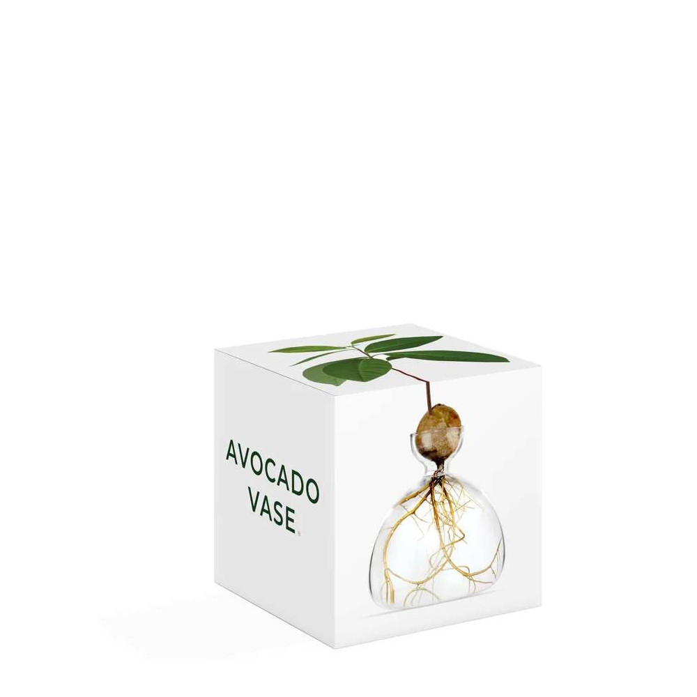 Vase pour Pousse d'Avocat, Germination Design