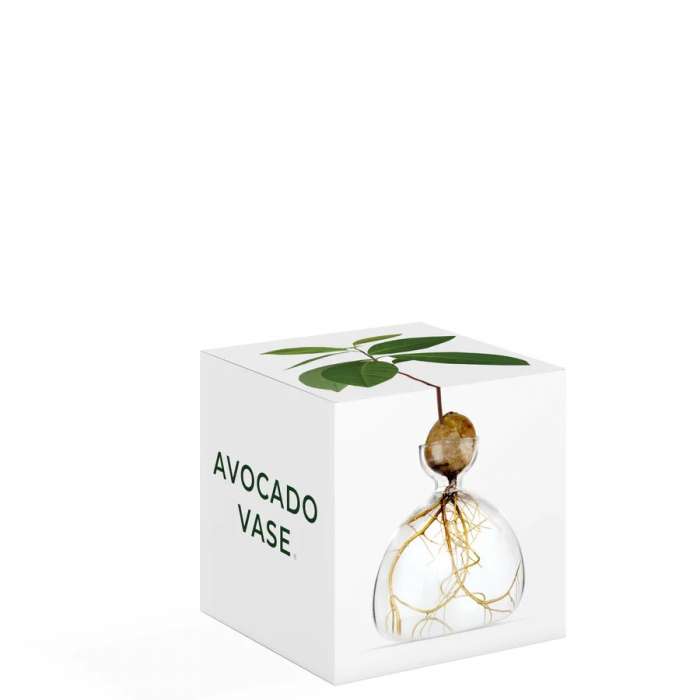 Vase pour Pousse d'Avocat, Germination Design
