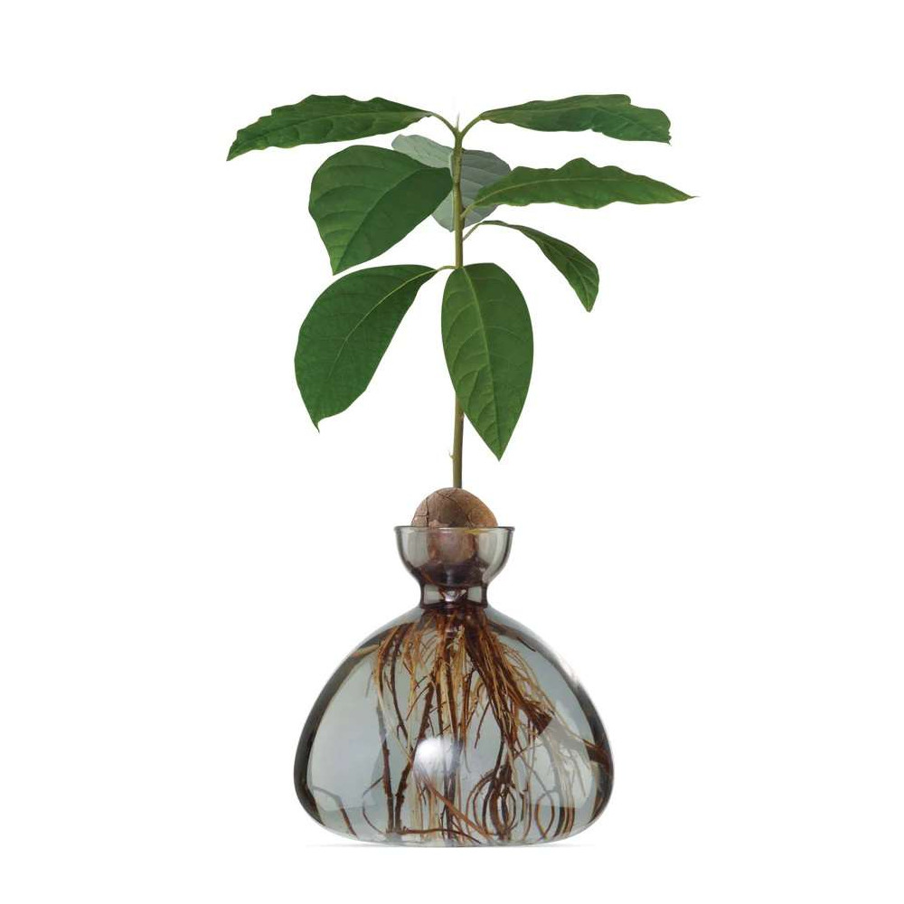 Vase pour Pousse d'Avocat, Germination Design