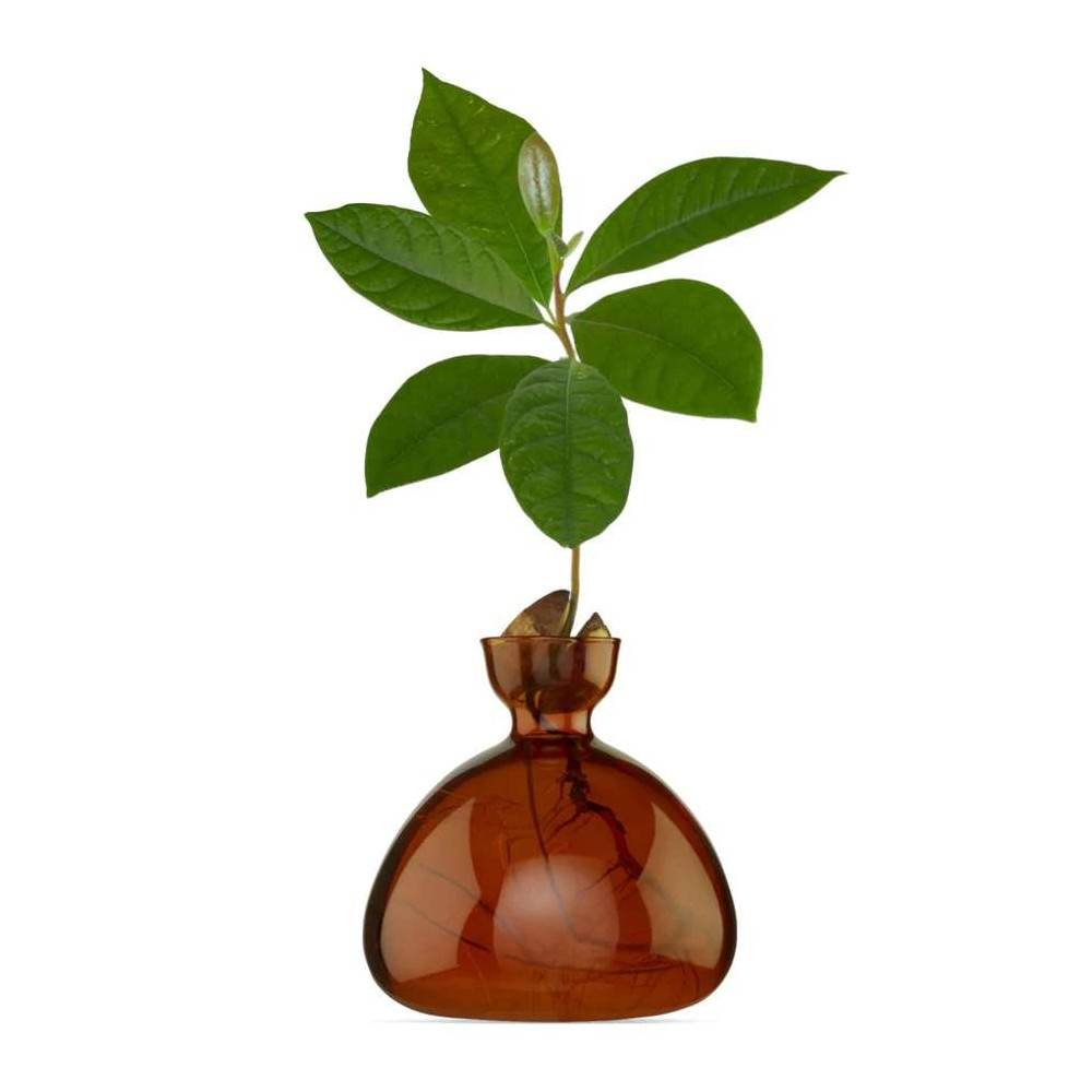 Vase pour Pousse d'Avocat, Germination Design