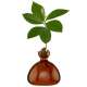 Vase pour Pousse d'Avocat, Germination Design