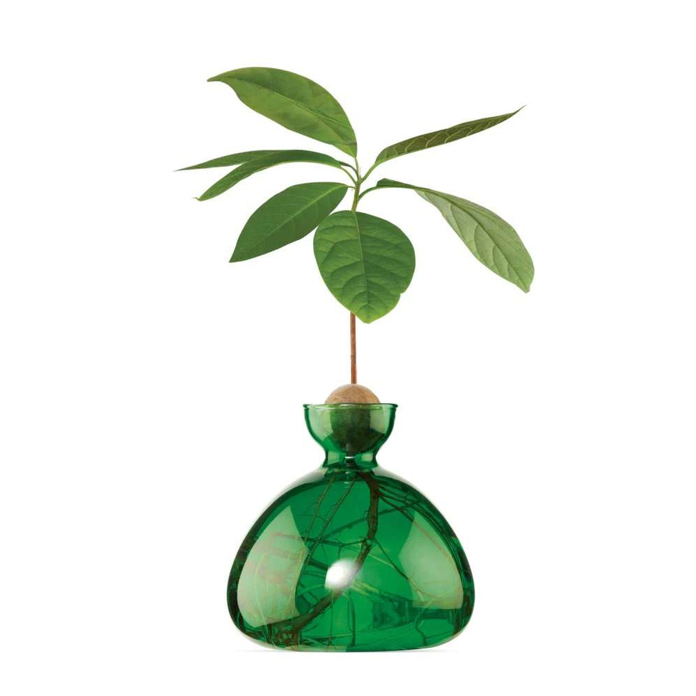 Vase pour Pousse d'Avocat, Germination Design