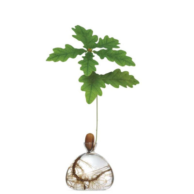 Vase pour Pousse de chêne, Germination Design
