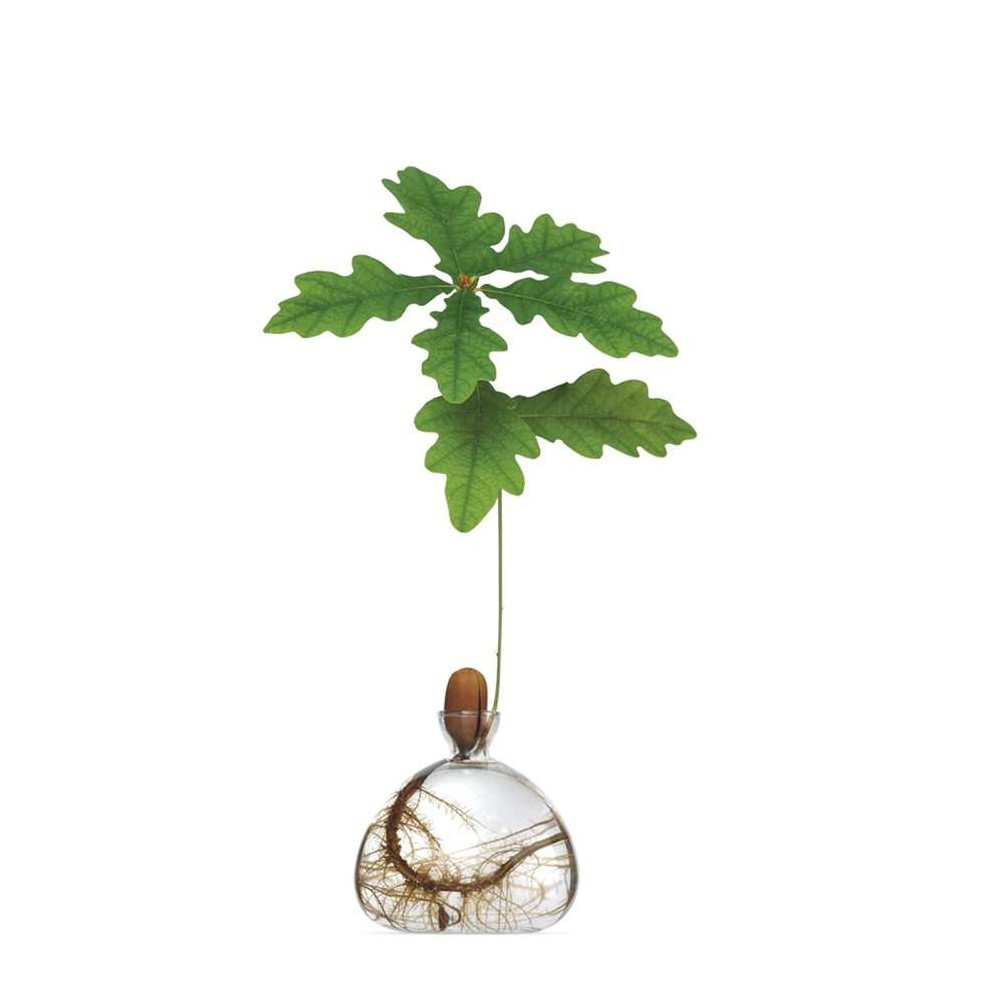 Vase pour Pousse de chêne, Germination Design