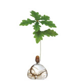 Vase pour Pousse de chêne, Germination Design
