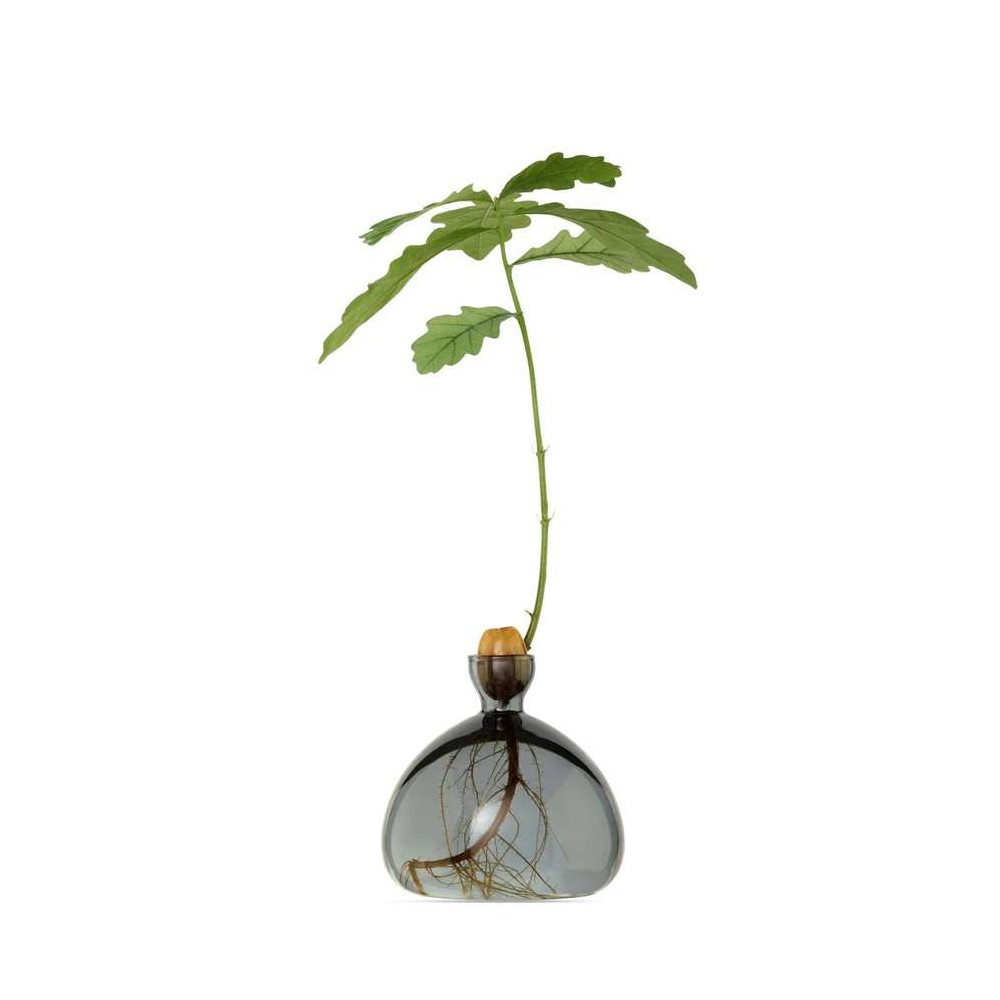 Vase pour Pousse de chêne, Germination Design