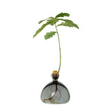 Vase pour Pousse de chêne, Germination Design