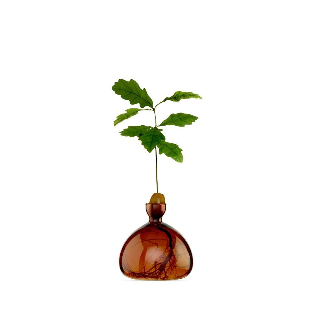 Vase pour Pousse de chêne, Germination Design