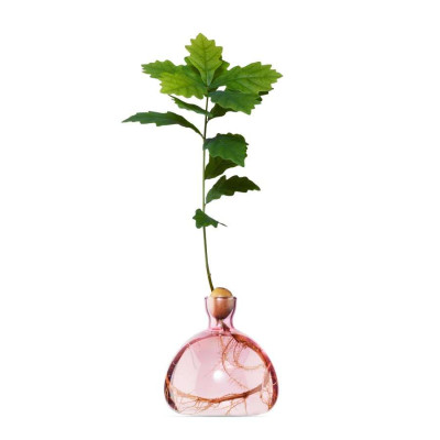 Vase pour Pousse de chêne, Germination Design