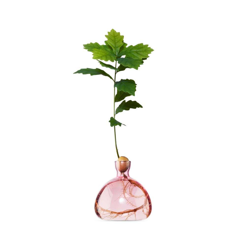 Vase pour Pousse de chêne, Germination Design
