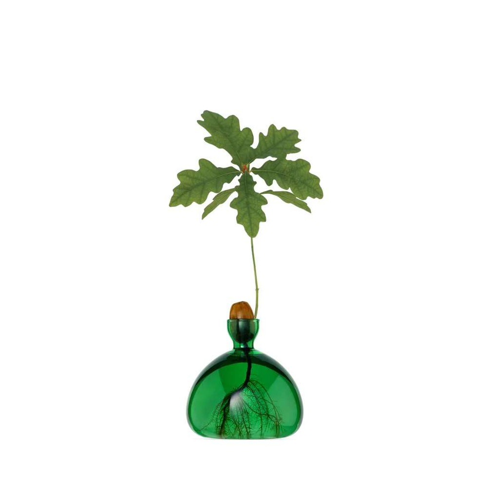 Vase pour Pousse de chêne, Germination Design