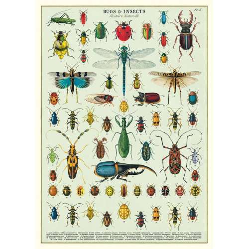 Les Insectes, Poster Affiche Vintage - Cavallini