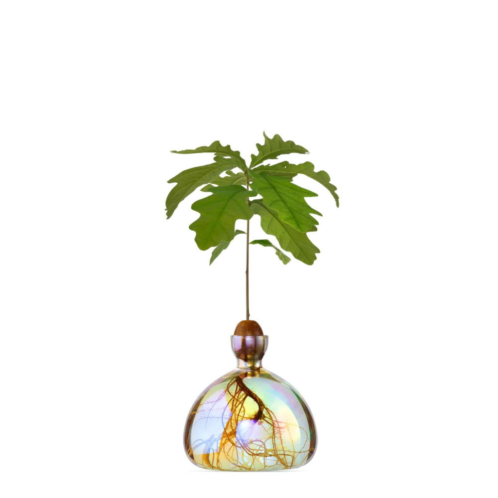 Vase pour Pousse de chêne, Germination Design