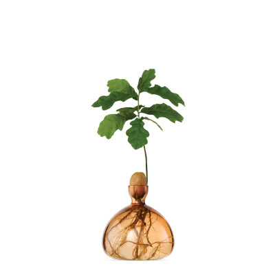 Vase pour Pousse de chêne, Germination Design