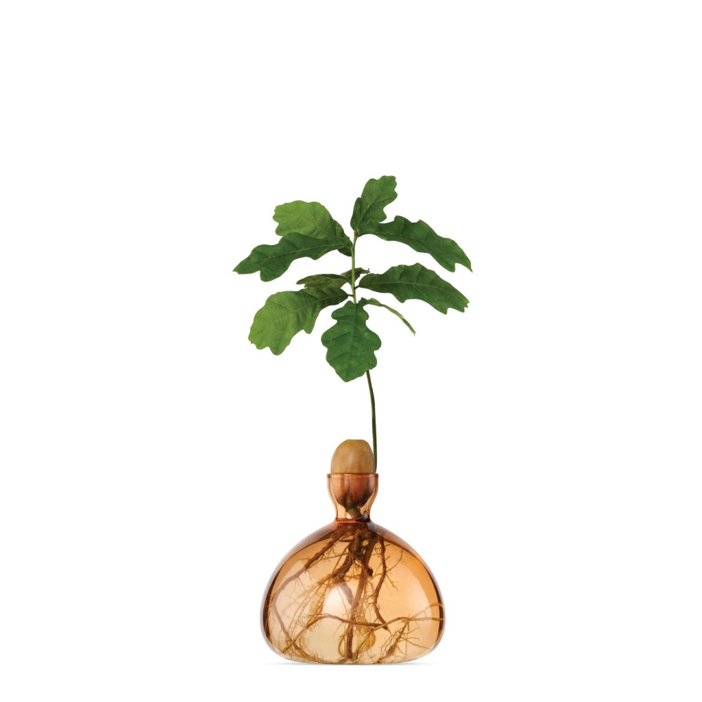 Vase pour Pousse de chêne, Germination Design