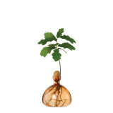 Vase pour Pousse de chêne, Germination Design