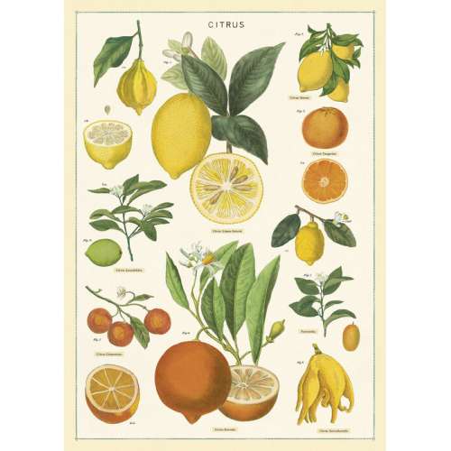 Citron, Agrumes Affiche, Poster rétro - Cavallini