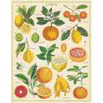 Puzzle 1000pc, Citrons, variétés, Vintage ,CAVALLINI
