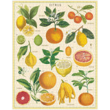 Puzzle 1000pc, Les citrons, vintage ,CAVALLINI