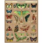 Puzzle 1000pc, Les Papillons, Entomologie, vintage ,CAVALLINI
