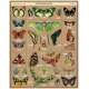 Puzzle 1000pc, Les Papillons, Entomologie, vintage ,CAVALLINI