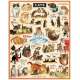 Puzzle 1000pc, Les chats, Vintage, CAVALLINI