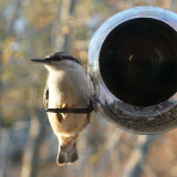 Mangeoire pour oiseaux, sur les Fenêtres