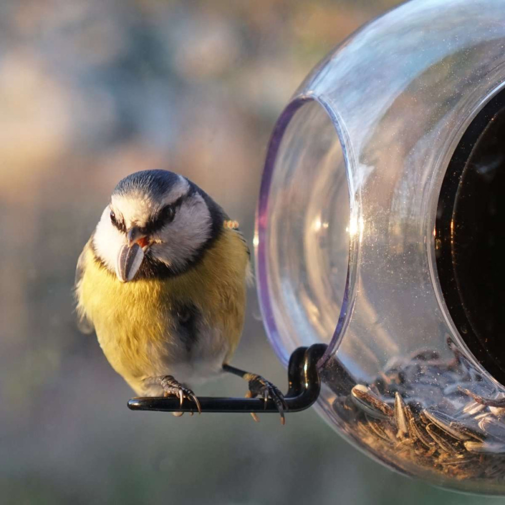 Mangeoire pour oiseaux, sur les Fenêtres